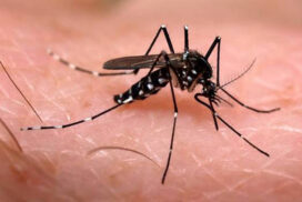 11-mosquito