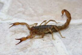 23-alacranes