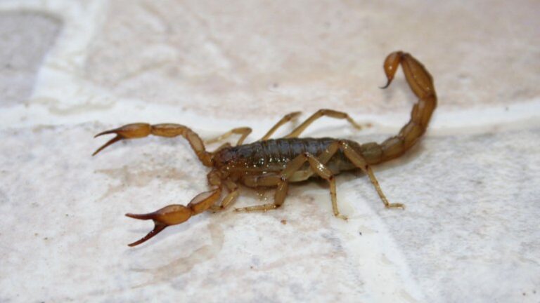23-alacranes