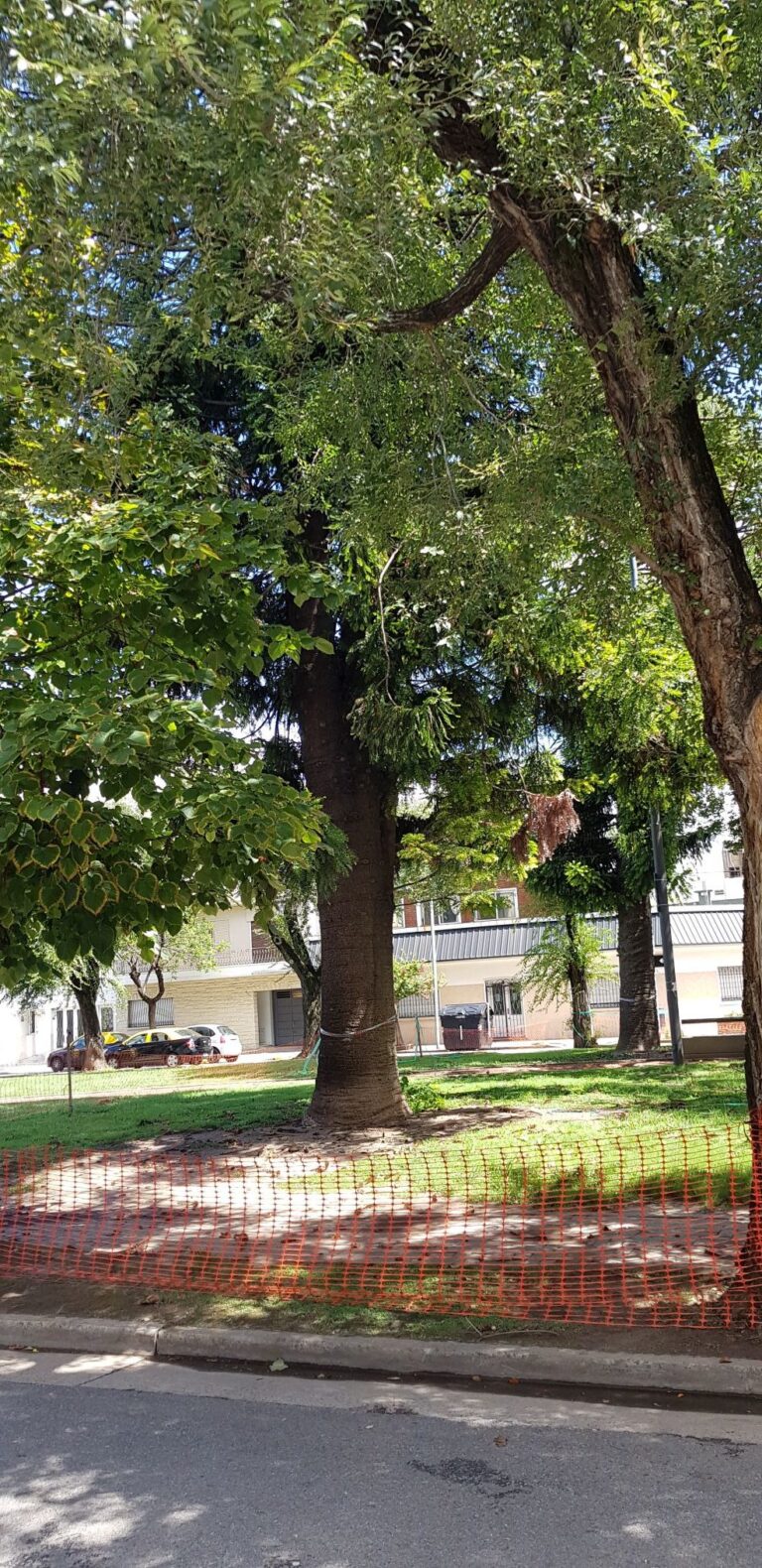 18-araucaria