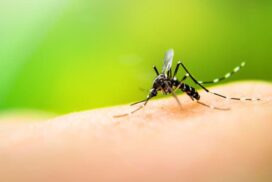 06-dengue