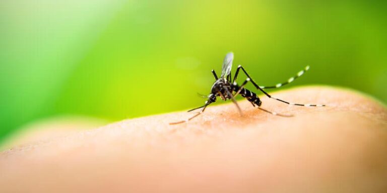 06-dengue