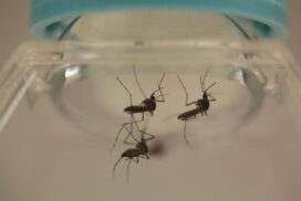 07-aedes