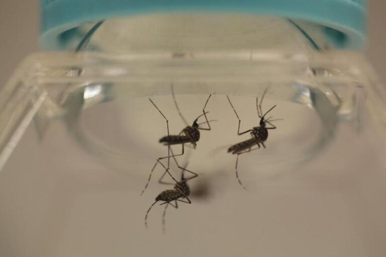 07-aedes