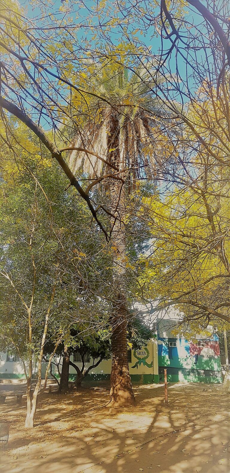 18-palmera