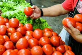 15-TOMATES