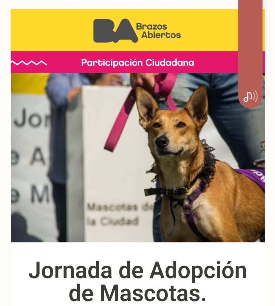 20-adopcion