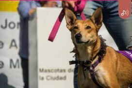20-adopcion