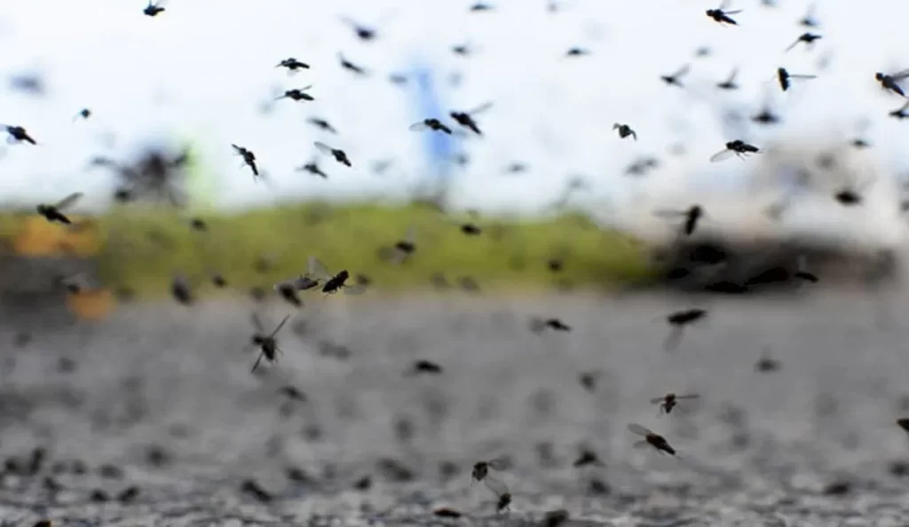 20-mosquitos