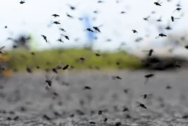 20-mosquitos