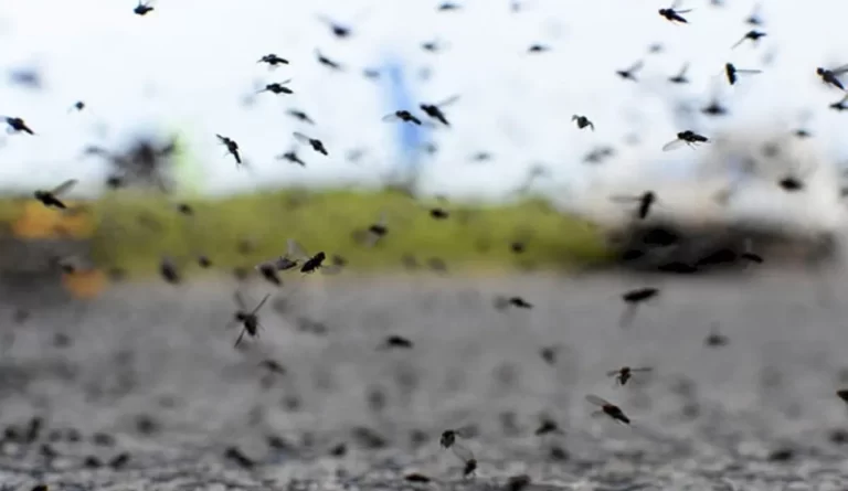 20-mosquitos