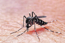 29-dengue