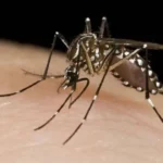 CONICET: “el mosquito del dengue sobrevive bajo el agua”
