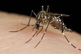 29-mosquito