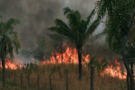 08-humo