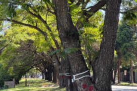 20-arbol dellepiane