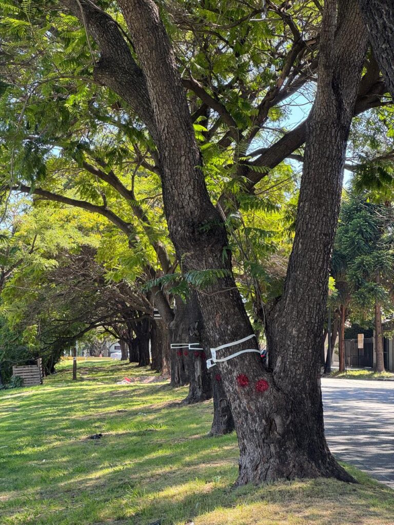 20-arbol dellepiane