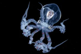 cabezas de pulpo