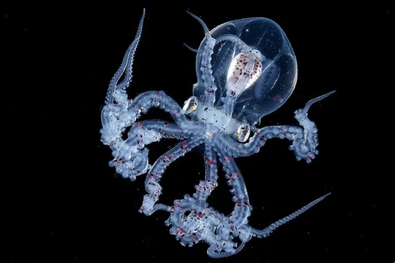 cabezas de pulpo