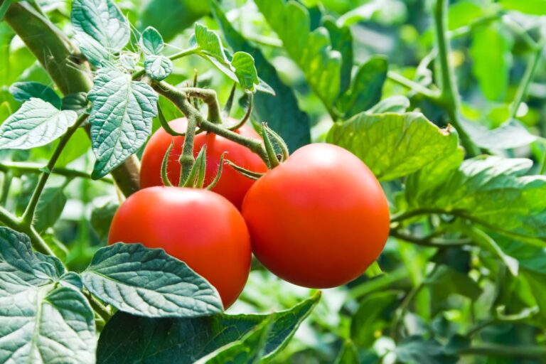 20-tomates