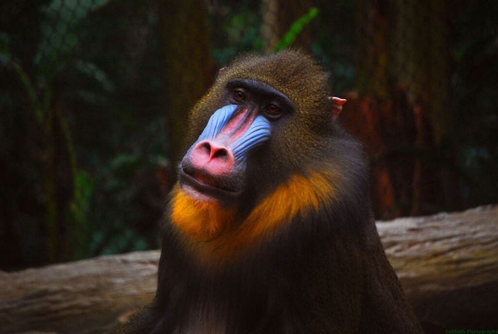 13-mandril