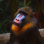 13-mandril